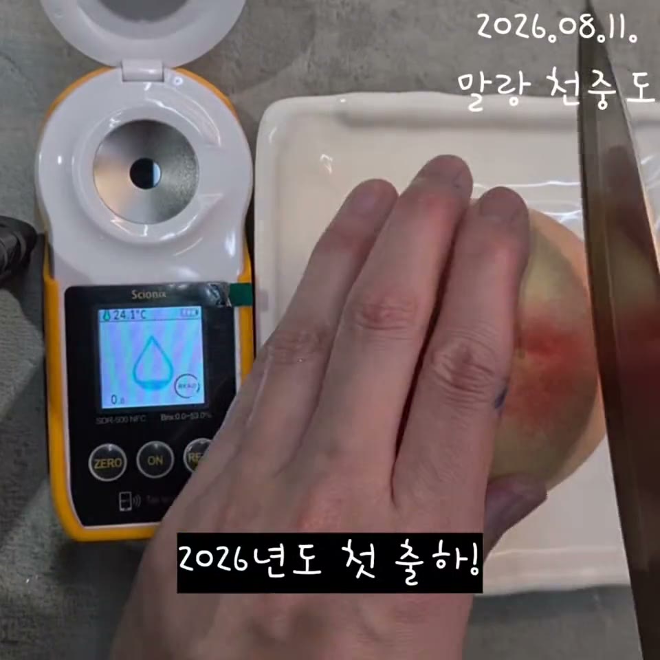 천중도 복숭아 당도 인증 영상