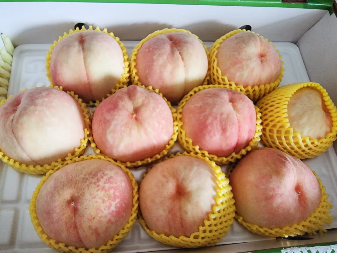 고객이 남긴 복숭아 후기 사진